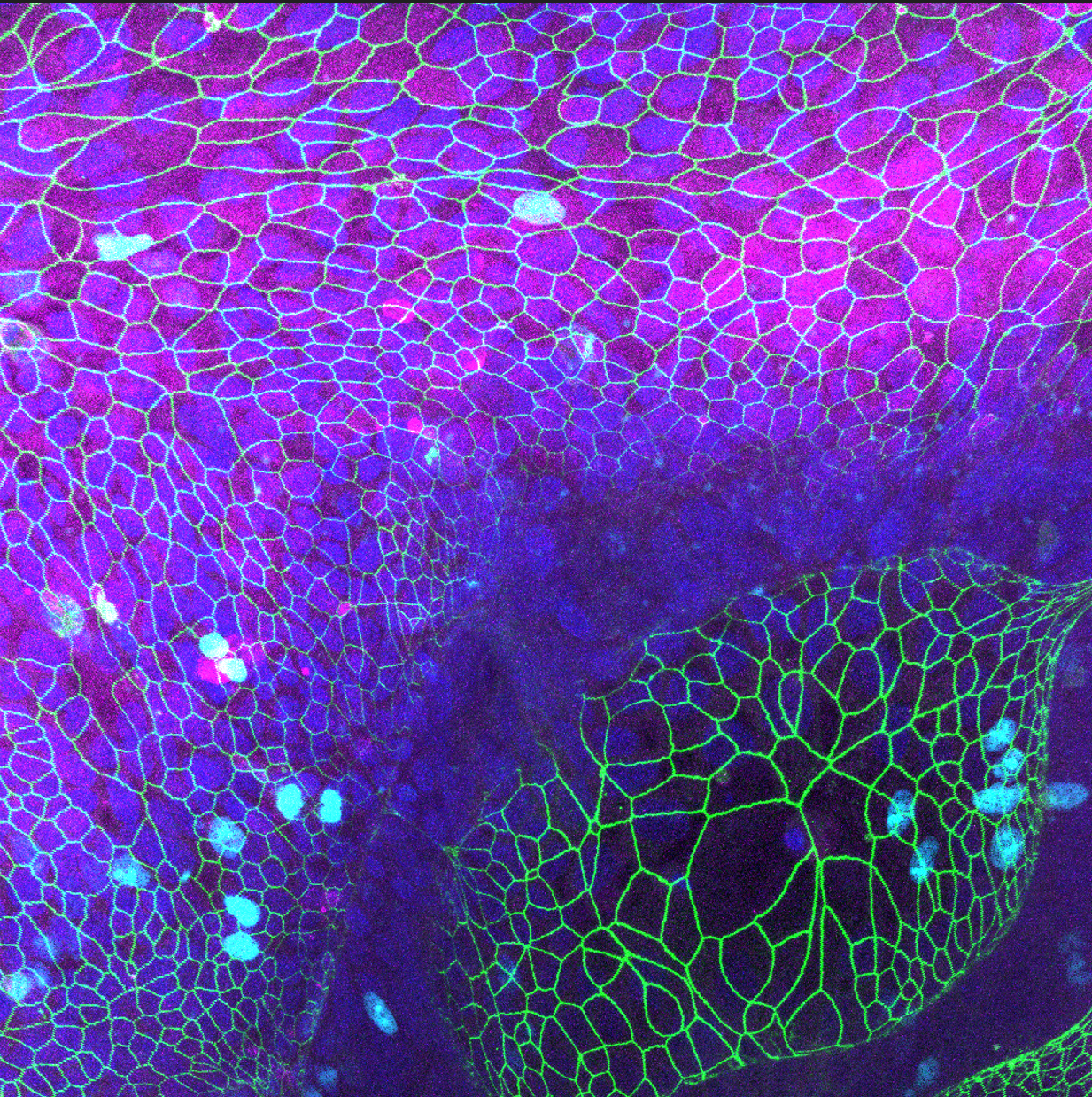 Microscopy image of organoid