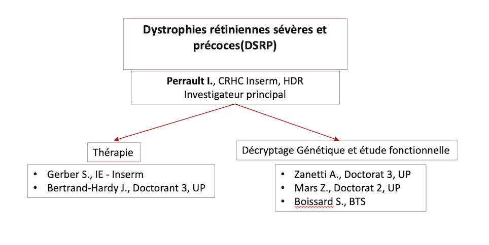 Organigramme PERAULT