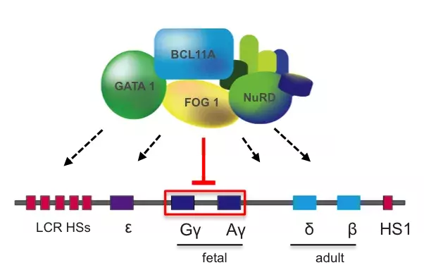 Fig2_miccio