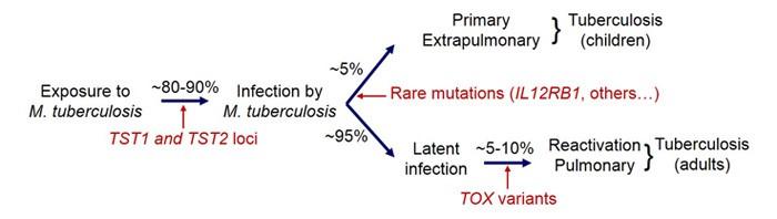 Variability in tuberculosis phenotypes
