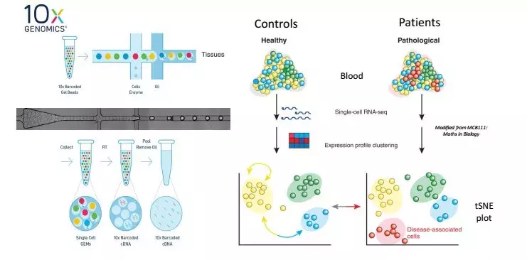 Single-Cell library generation and analyses