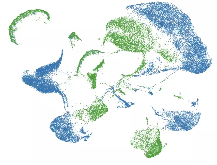 Kawasaki-like-Single_Cell