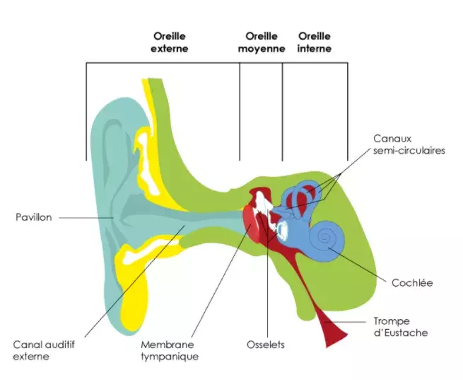 Schéma de l'oreille