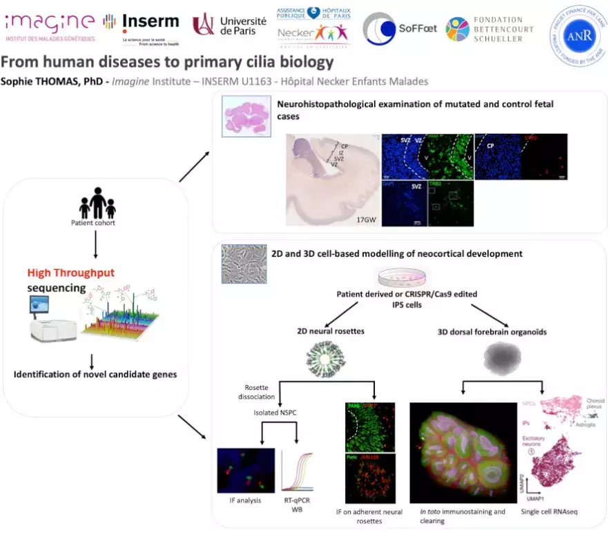 Scientific approach in Sophie Thomas' group