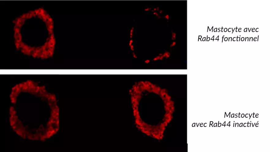 Mastocytes rab44