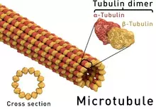 Microtubules